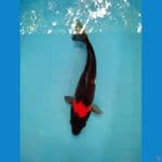 HI showa  35 cm up 