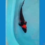 Utsuri 35 cm up male
