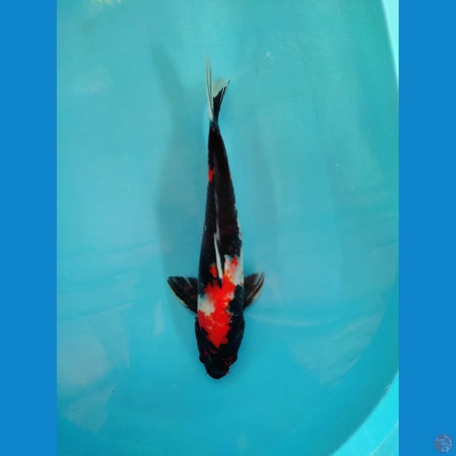 Showa 35 cm. up male