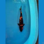 Hi Showa 37 cm female