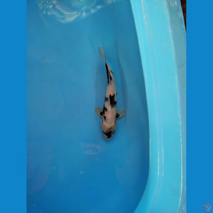 Shiro Thategoi 30 cm male