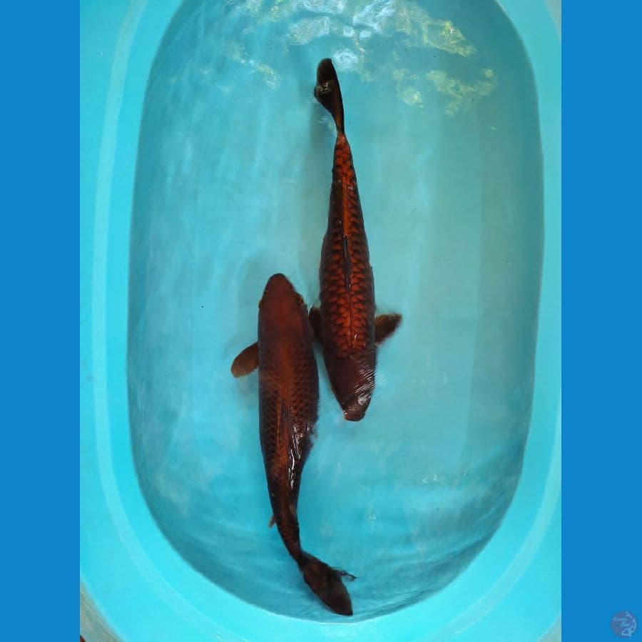 45 cm 45 cm aragoke vs caghoi