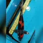 Kawarimono 44 cm Male