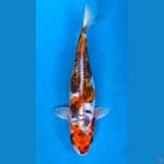 kawarimono antik 33cm