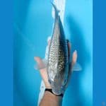 SORAGOI GINRIN 35 cm/Male