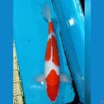 Kohaku 40 cm Male