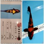 hi Utsuri Shinoda 25 cm