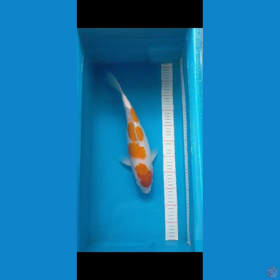 Kohaku 38 cm