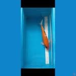 Showa 36 cm