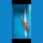 Sanke doitsu 33 cm