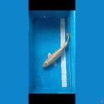 ogon 35 cm