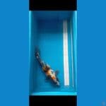 Showa 38 cm