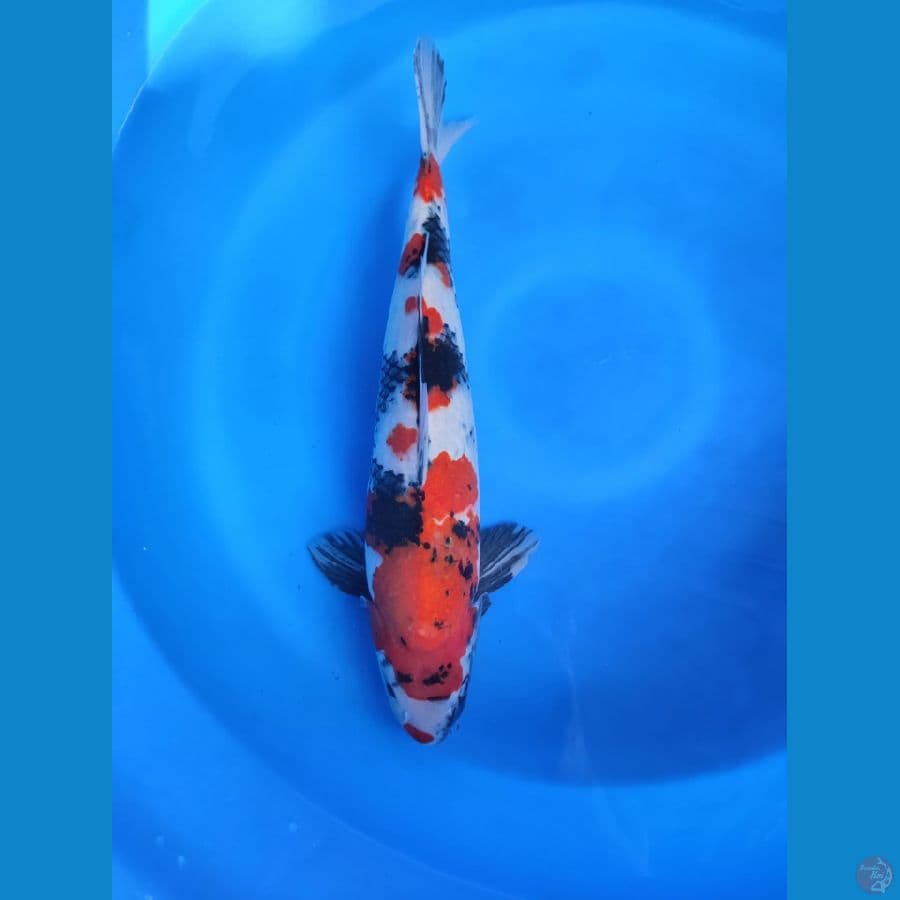 showa 50cm jantan 