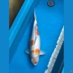 Jumbo Kohaku 65bu