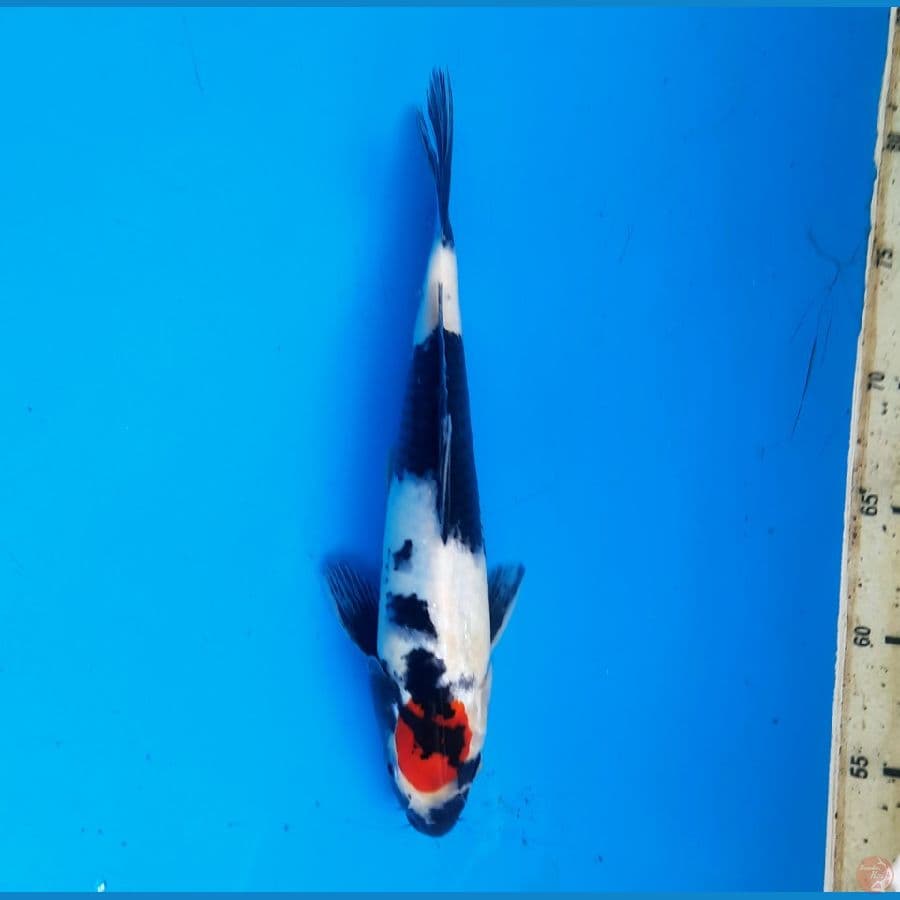Tancho showa 26cm Male