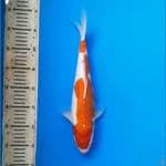 Goromo 35cm Female
