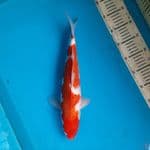 Ai koromo 36cm Female