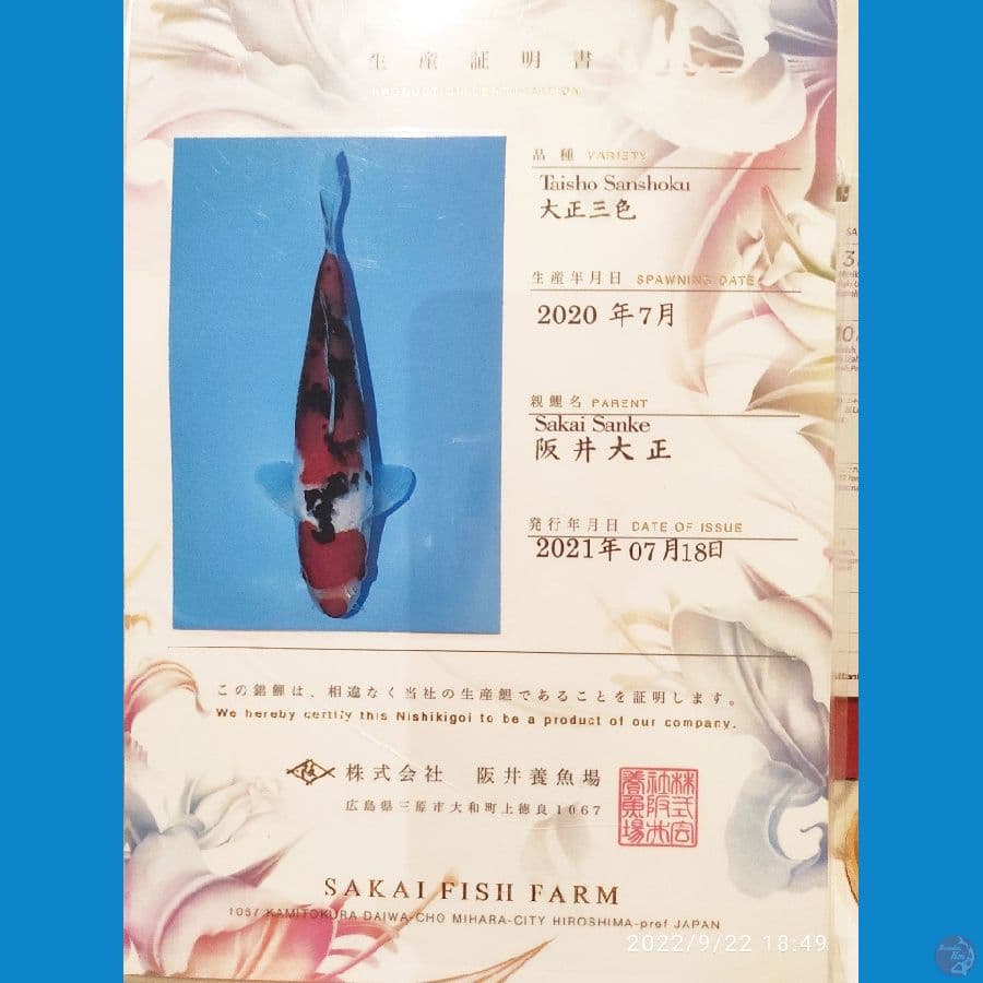sanke Sakai 35 bu