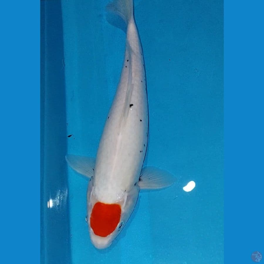 Tancho Kawabake 37 cm Female