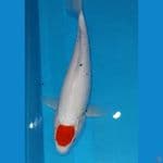 Tancho Kawabake 37 cm Female