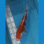 Gosiki 31 cm F