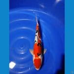 SANKE DOITSU MALE 37 CM