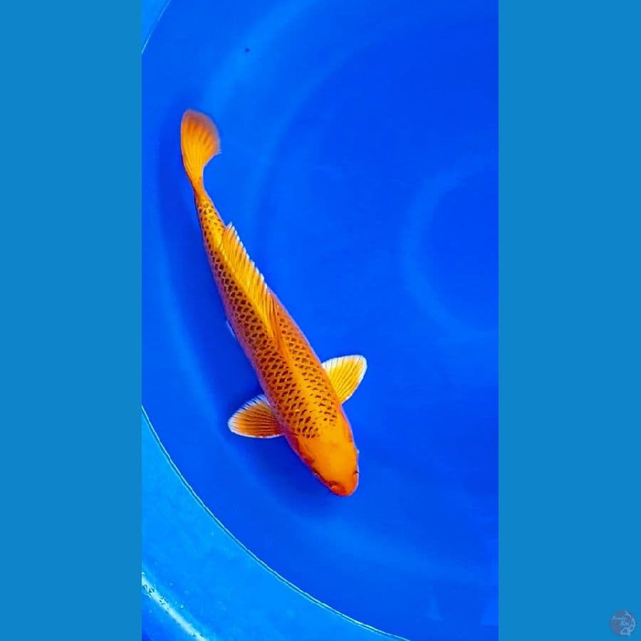 Kin Matsuba 38cm male