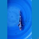 Spesial Hageshiro 29cm male