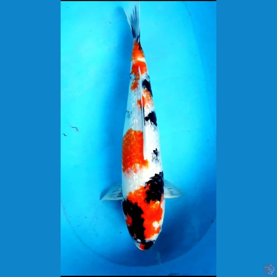 ginrin jumbo 48cm
