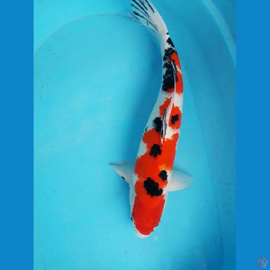 sanke jumbo 47cm