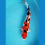 sanke jumbo 47cm 