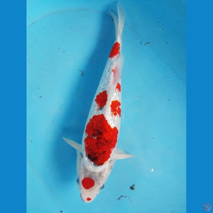 aigoromo ginrin 38cm