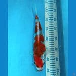 Goshiki 31 cm