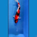 showa male 48cm 