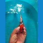 kanoko gindrin 18 cm HQ