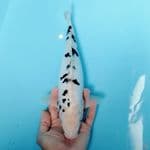 38 cm... bekko snow white