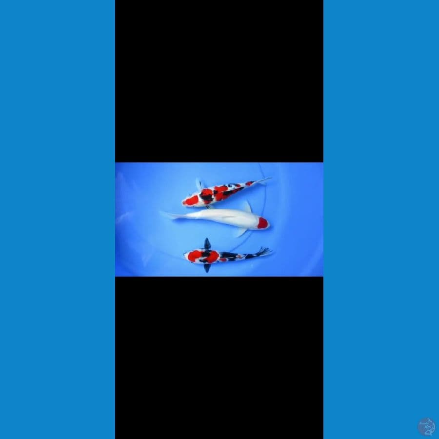 MKC KOI GRUB