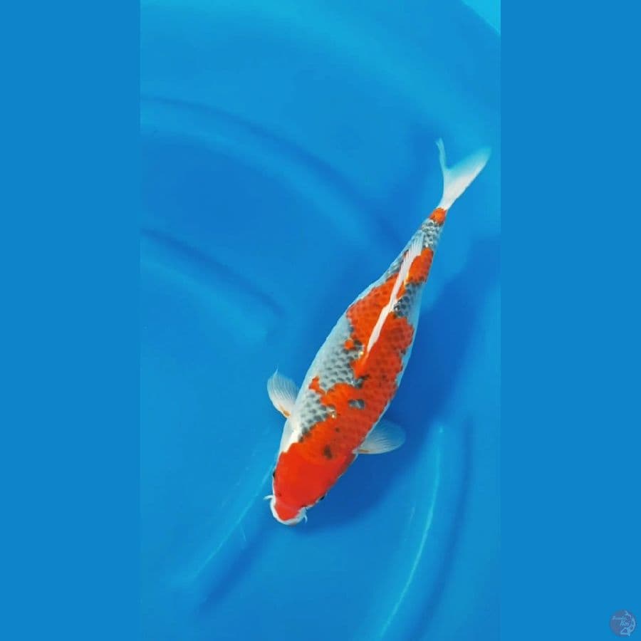Ori Ghosiki Inazuma 35cm/f⁶