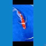 KOHAKU KUMPAY 37 cm