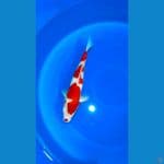 Red Kohaku 37cm
