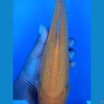 KARASI GOLDEN CORN