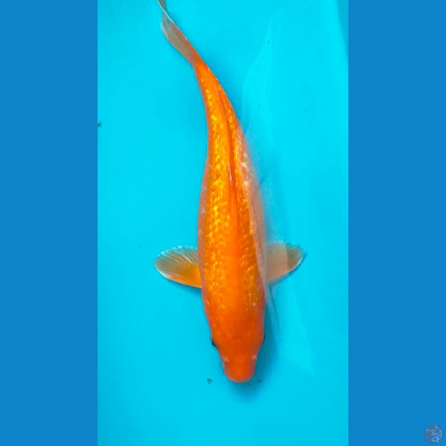 orenji ginrin 27cm