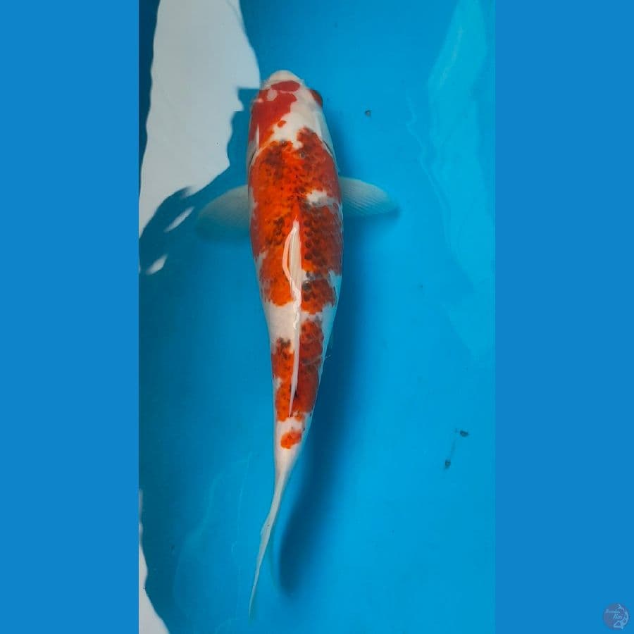 ai goromo 27cm 