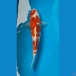 ai goromo 27cm 