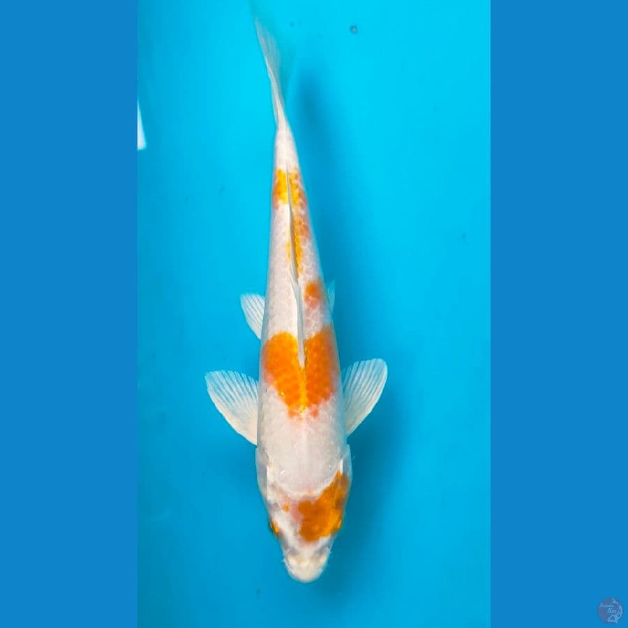 hariwake 25cm