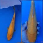 Karasi Golden Corn SQ