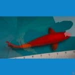 benigoi super red 40bu male
