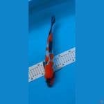 showa 31cm jantan origynal