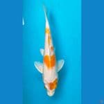 hariwake 26cm male