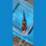Showa gindrin ~ 18 cm 